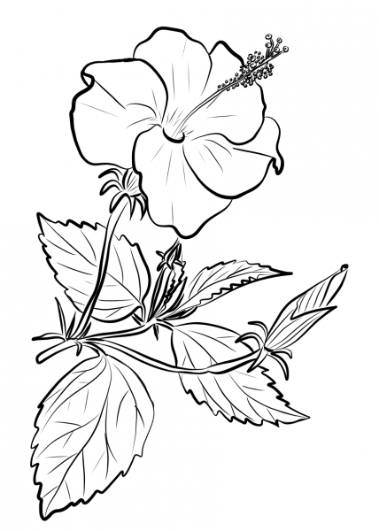 Chinese Hibiscus coloring page image