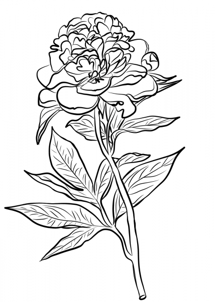 Chinese Peony coloring page image