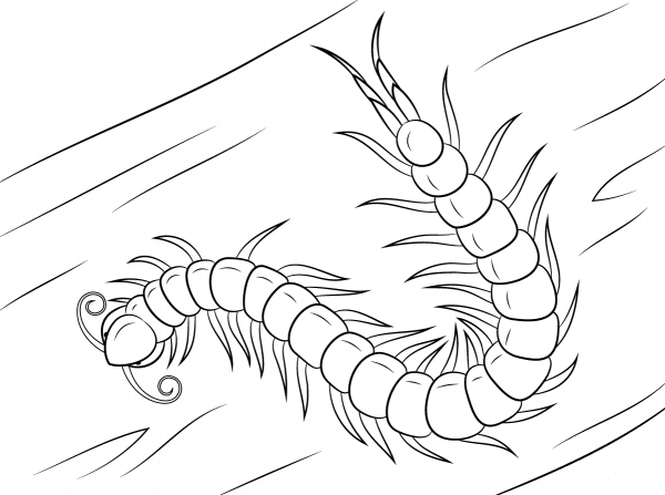 Chinese Red Headed Centipede coloring page image