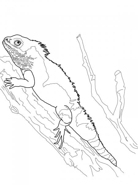 Chinese Water Dragon coloring page image