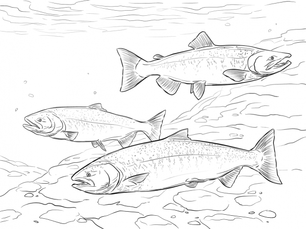 Chinook Salmon coloring page image