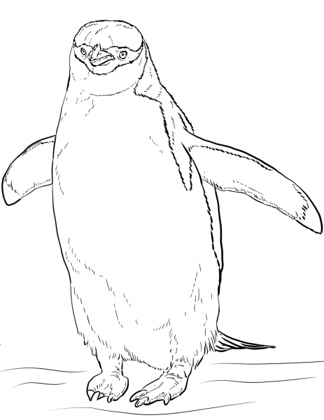 Chinstrap Penguin coloring page image