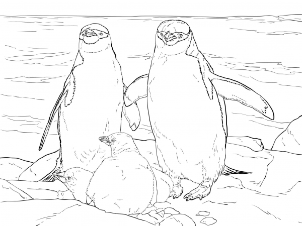 Chinstrap Penguin Family coloring page image