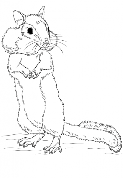 Chipmunk coloring page image