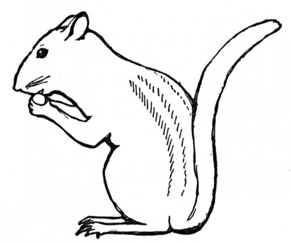 Chipmunk Eat Nut coloring page image