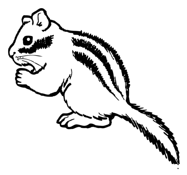 Chipmunk Eating Nut coloring page image