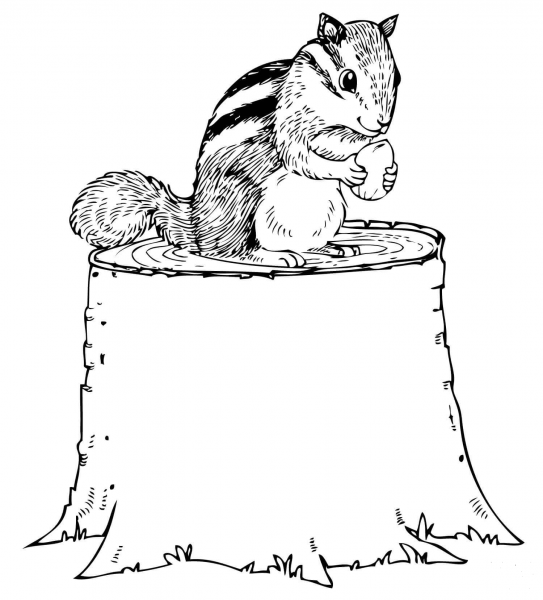 Chipmunk Eating Nut on Tree Stump coloring page image