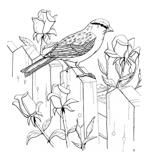 Chipping Sparrow and Roses coloring page image