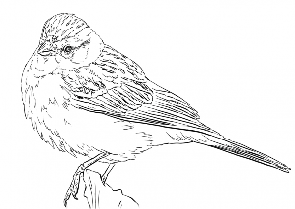 Chipping Sparrow coloring page image