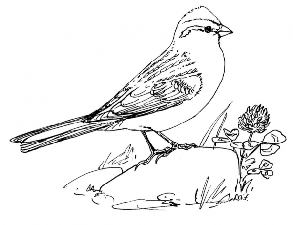 Chipping Sparrow coloring page image