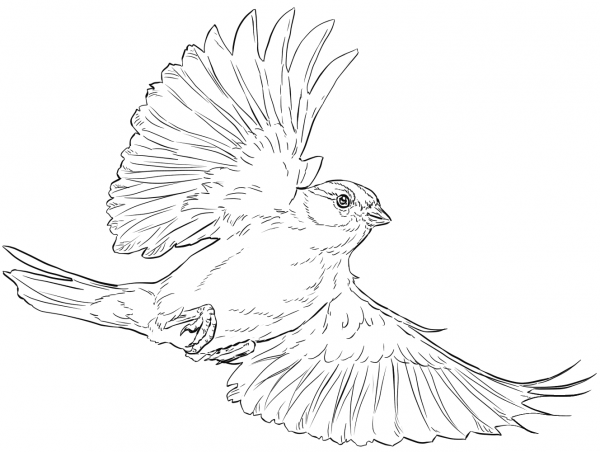 Chipping Sparrow in Flight coloring page image