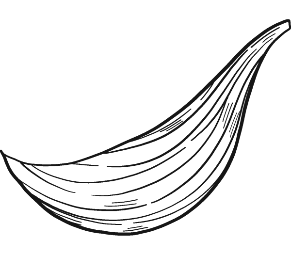 Chopped Onion coloring page image