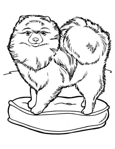 Chow Chow Dog coloring page image