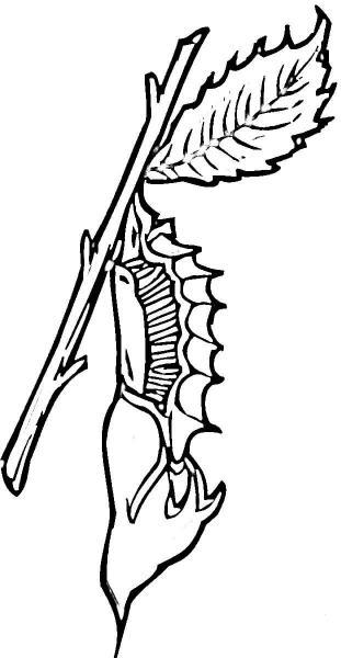 Chrysalis  coloring page image