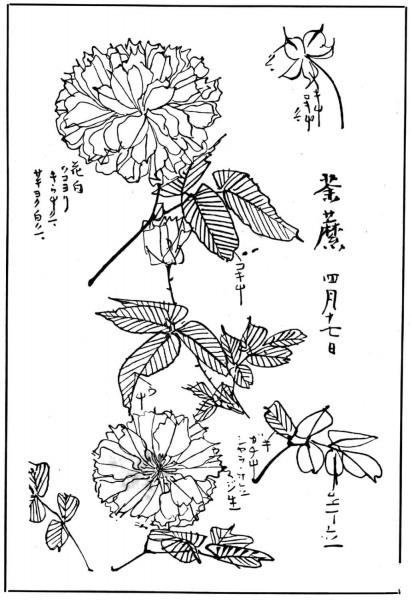 Chrysanthemum 1 coloring page image