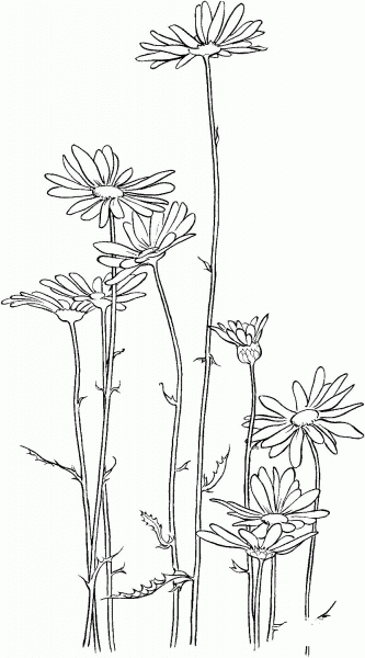 Chrysanthemum 3 coloring page image