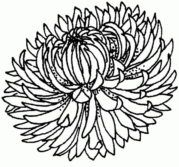 Chrysanthemum 4 coloring page image