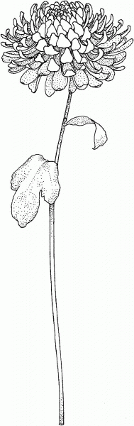 Chrysanthemum 6 coloring page image