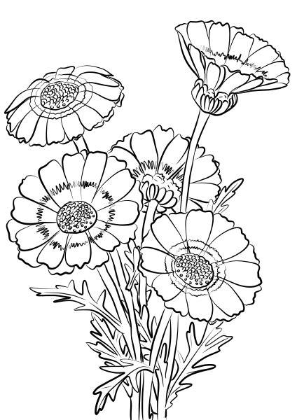 Chrysanthemum Carinatum coloring page image