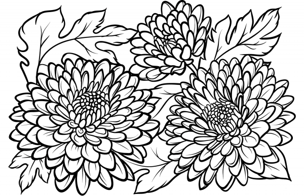 Chrysanthemum coloring page image