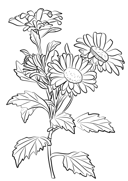 Chrysanthemum coloring page image