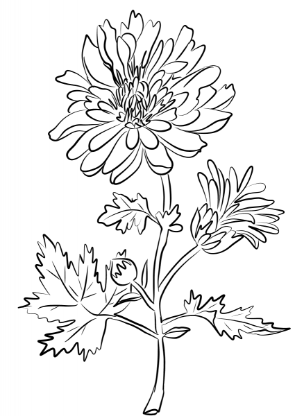 Chrysanthemum Indiana coloring page image