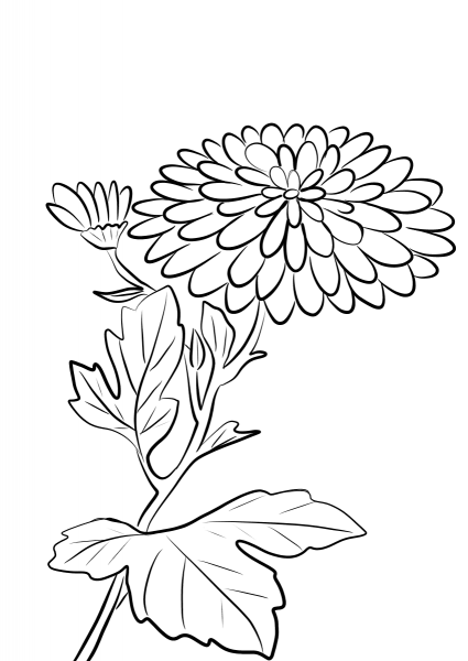 Chrysanthemum Morifolium coloring page image