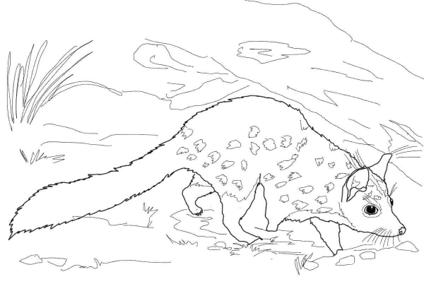 Chuditch Western Quoll coloring page image