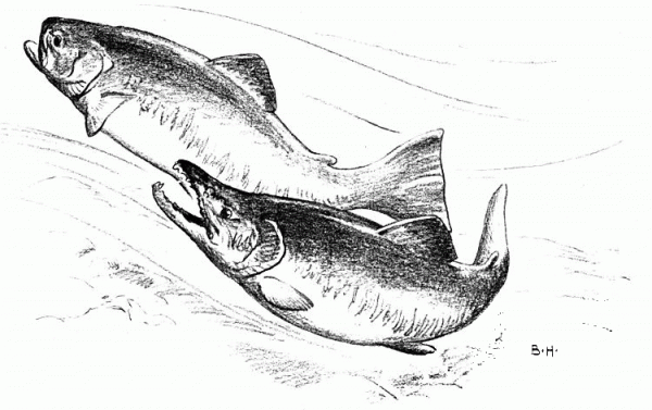 Chum Salmon coloring page image
