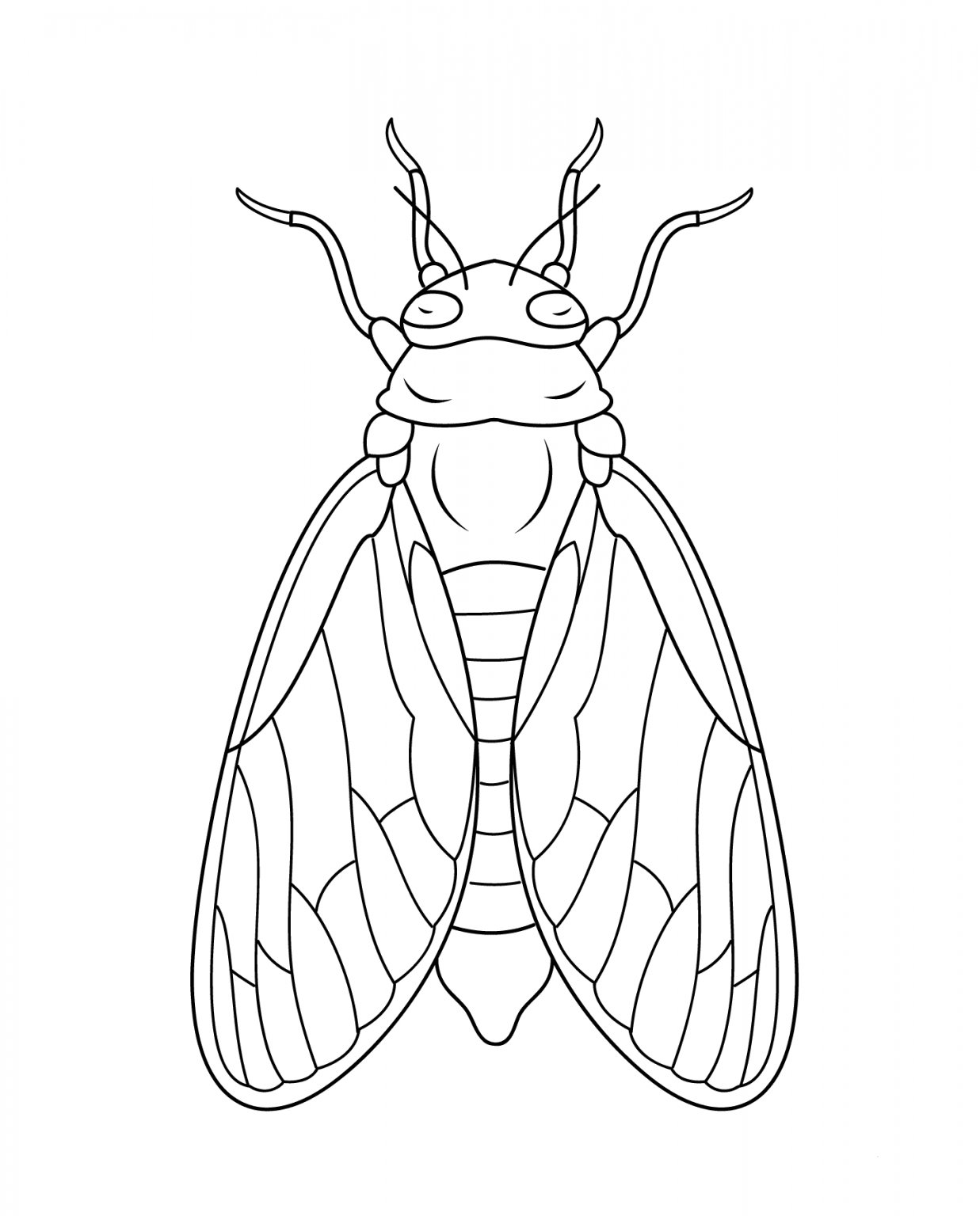 Cicada coloring page ColouringPages