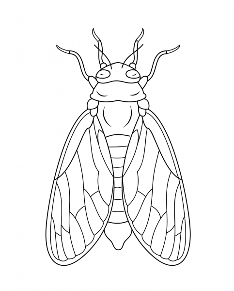 Cicada coloring page image