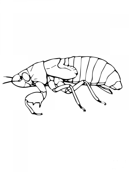 Cicada Nymph coloring page image