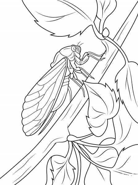 Cicada sits on tree stem coloring page image