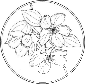 Circle with Flower coloring page image