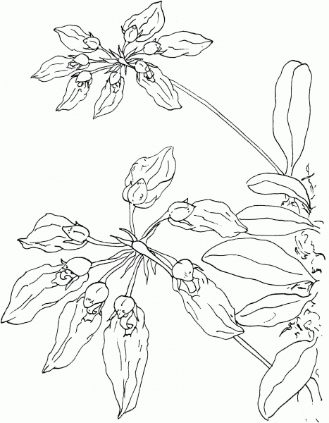 Cirrhopetalum Orchid coloring page image