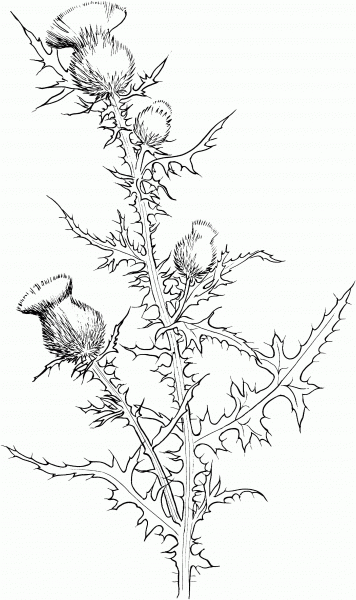 Cirsium Vulgare or Bull Thistle coloring page image