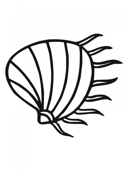 Clam coloring page image