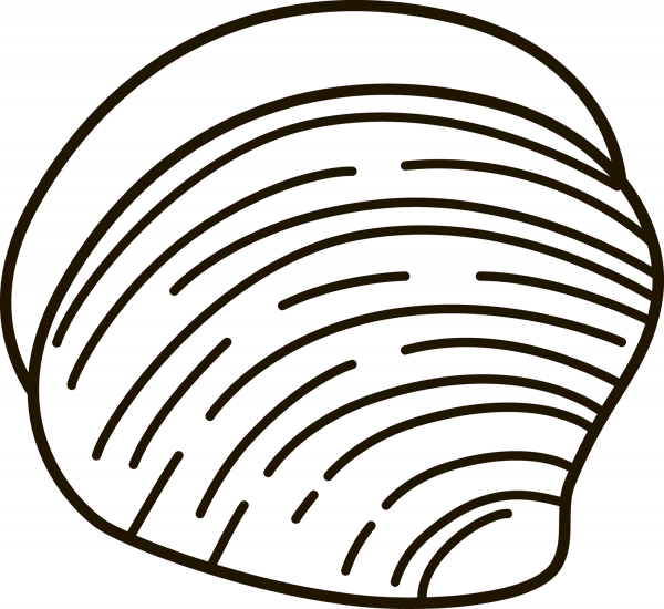 Clam coloring page image