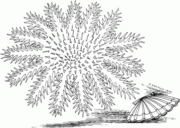 Clam on Bottom Line coloring page image