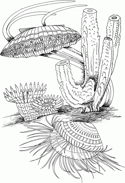 Clam Shell and Marine Life coloring page image