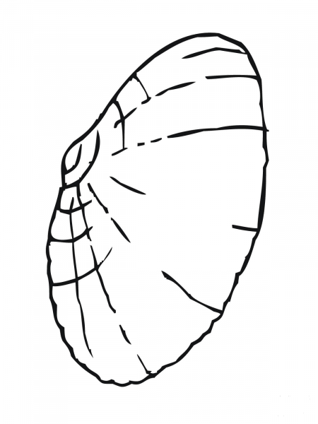 Clam Shell coloring page image