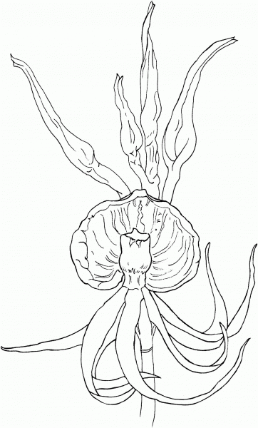 Clam Shell Orchid or Epidendrum Cochleatum coloring page image
