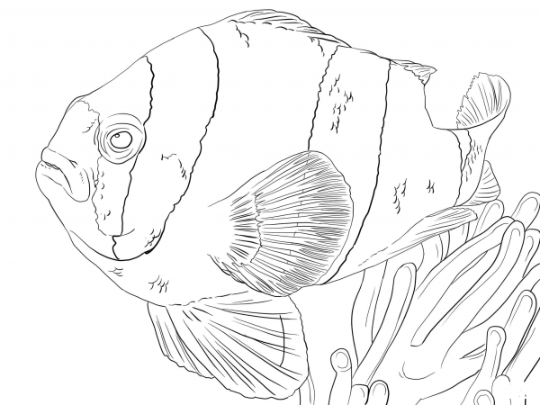Clark’s Anemonefish coloring page image