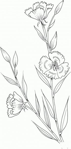Clarkia Amoena Farewell to Spring coloring page image